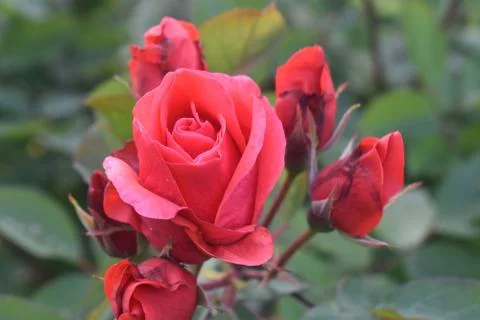 Large Red Rose -02 Stock Photos