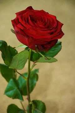 Large Red Rose Stock Photos