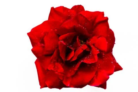 Large Red Rose Stock Photos