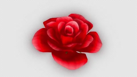 A large red rose spinning around Stock Footage 340246287
