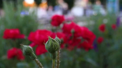 Large red roses on a bush close-up. B-roll Stock Footage 286022097
