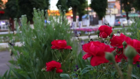 Large red roses on a bush close-up. B-roll 스톡 동영상 286022146