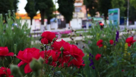 Large red roses on a bush close-up. B-roll Stock Footage 286022160