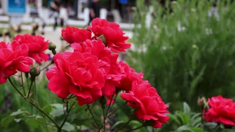 Large red roses on a bush close-up. B-roll Stock Footage 286022373