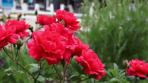Large red roses on a bush close-up. B-roll Stock Footage 286022376