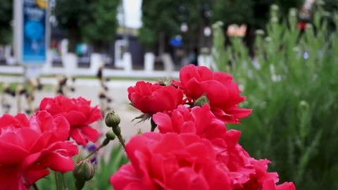Large red roses on a bush close-up. B-roll Stock Footage 286022411