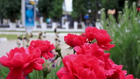 Large red roses on a bush close-up. B-roll Stock Footage 286022412