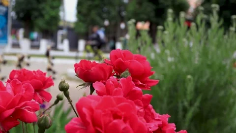 Large red roses on a bush close-up. B-roll Stock Footage 286022441