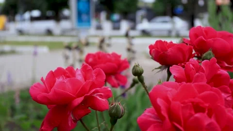 Large red roses on a bush close-up. B-roll Stock Footage 286022443