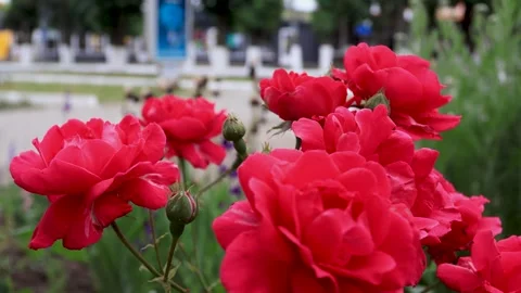 Large red roses on a bush close-up. B-roll Stock Footage 286022458