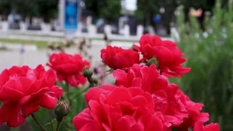 Large red roses on a bush close-up. B-roll Stock Footage 286022471