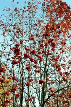 Large red rowan Stock Photos