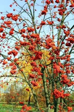 Large red rowan Stock Photos