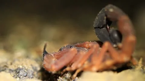 Large red scorpion in Ecuadorian jungle Stock Footage