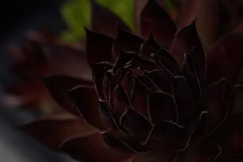 Large red sempervivum close up macro shot Stock Photos