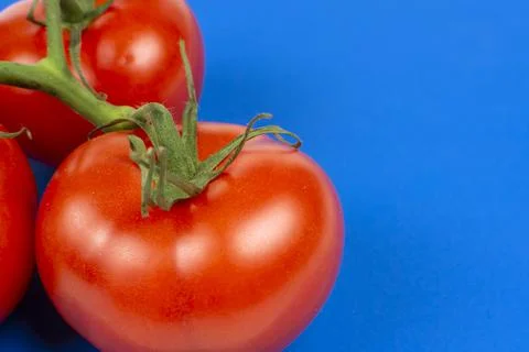 Large red tomatoes on a branch close-up Stock Photos