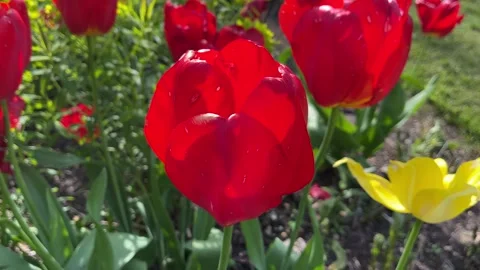 Large red tulip close up Stock Footage 240129279