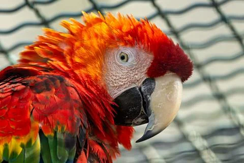 Large red, yellow, and blue parrot perched in a tree. It eats nuts, seeds, an 스톡 사진