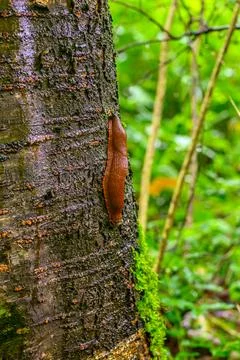 Large reddish brown slug crawling on a wet textured tree trunk in a forest 스톡 사진