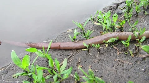 A large reddish earthworm crawls into the water Lumbricus terrestris Stock Footage 334845325