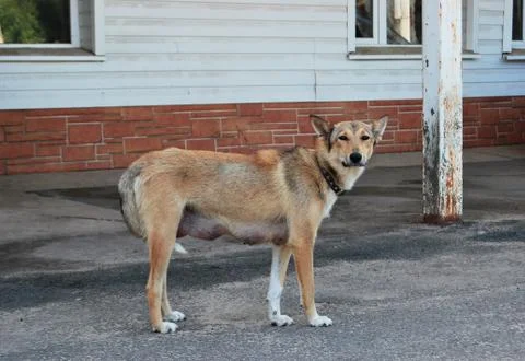 Large redhead mongrel Stock Photos
