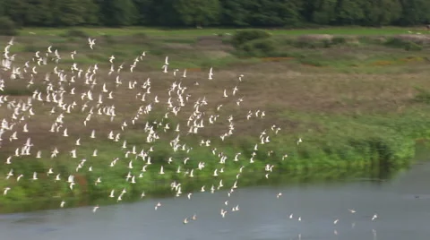 Large Redshank Flock take flight (2 of 2) Stock Footage