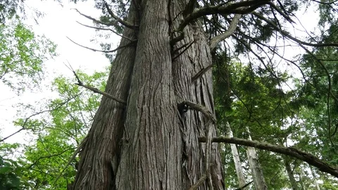 Large Redwood Tree Grove in North Vancouver, BC Video stock 72870656