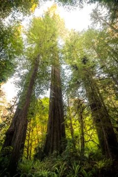 Large redwood trees. Stock Photos