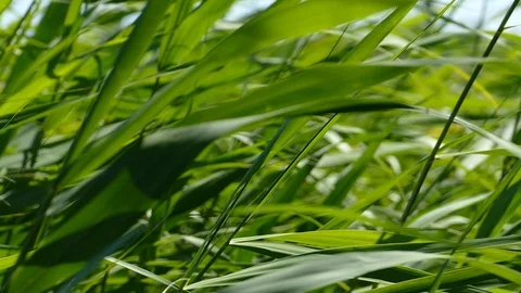 Large reed leaves in the wind slow motion Stock Footage 122945217