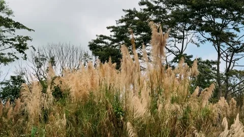  large reed sways in the wind Stock Footage 308868216