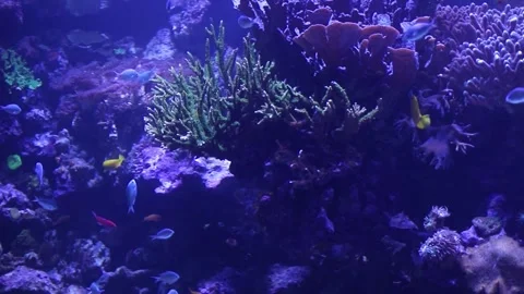 Large reef aquarium with fish Stock Footage 328407703