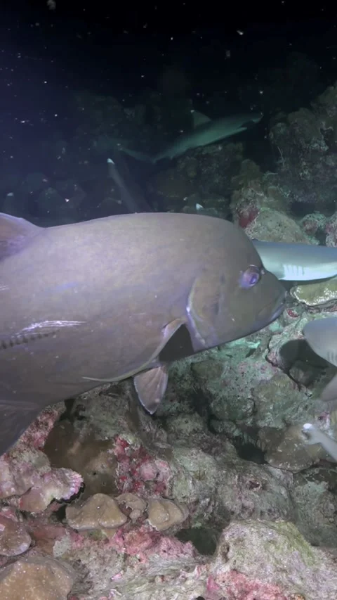 Large Reef Fish Passing Close as Reef Shark Swims Over Coral 스톡 동영상 344911279