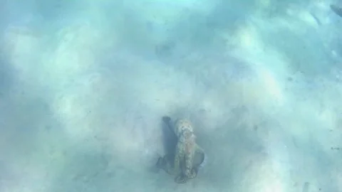 Large Reef Octopus Approaches Snorkeler Then Retreats Displaying Defensive Postu Stock Footage 338025499