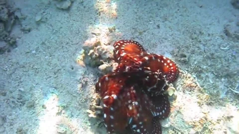 Large Reef Octopus Rapidly Changing Color While Defending Against Fish Near Peac Stock Footage 337946810