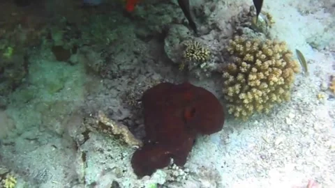 Large Reef Octopus Slowly Changing Colors in Place – Natural Camouflage Display, Stock Footage 337946812