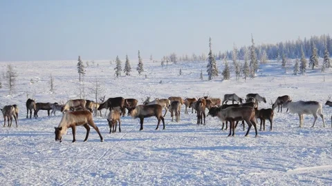 Large reindeer herd walking through snowy arctic tundra Video stock 336804552