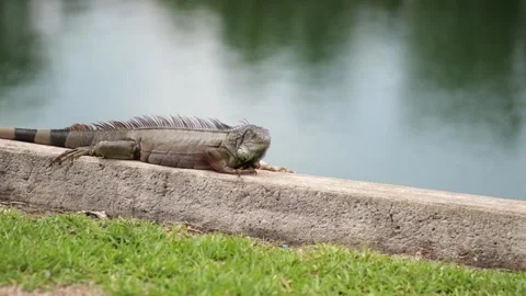 A large reptile in the grass Stock Footage 155397119