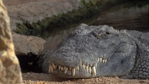 Large resting crocodile Stock-Footage 70477681