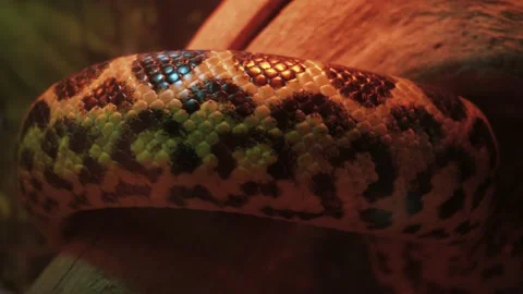 A large reticulated python crawls along the branches of a tree. 4k video. A Stock-Footage 233545040