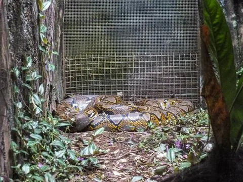 A large reticulated python rests coiled on the forest floor near a mesh-cov.. Photos