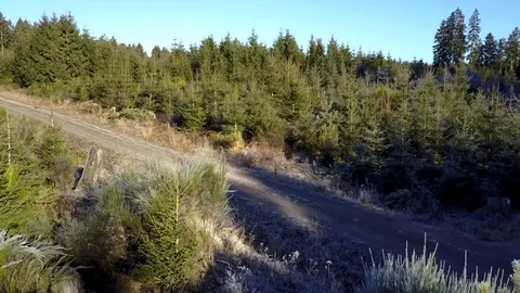 Large reveal shot of of winter forest from the air Stock Footage 71069455