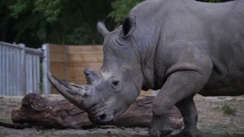 A large rhino on captivity 動画素材 130747723
