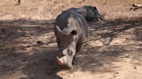 Large Rhino Stock Footage 43839766
