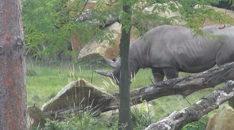 Large rhino with two horns walking Video stock 63229953