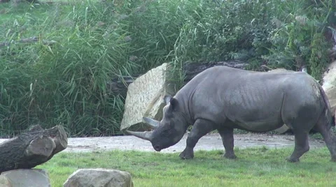 Large rhino walking in the grass Vídeos de archivo 63229867