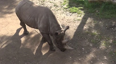 Large rhino walking under the camera Vídeos de archivo 63230062