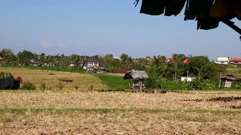 Large rice field - 2 Stock Footage 50414132