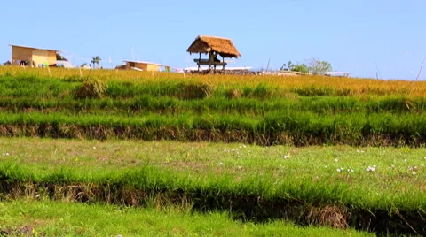 Large rice Field 2 Stock Footage 50414378