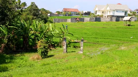 Large rice Field Stock Footage 50414129
