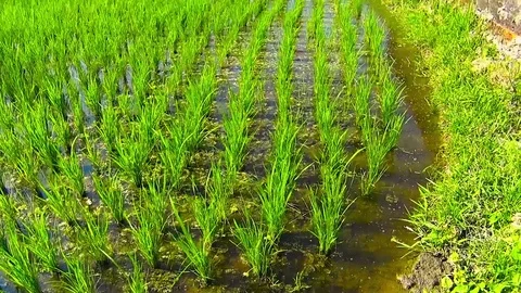 Large Rice fields Stock Footage 77915336
